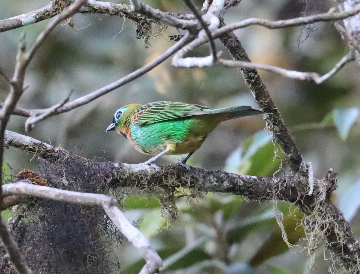 Brassy-breasted Tanager - ML611359396