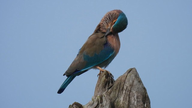 Indian Roller - ML611359428