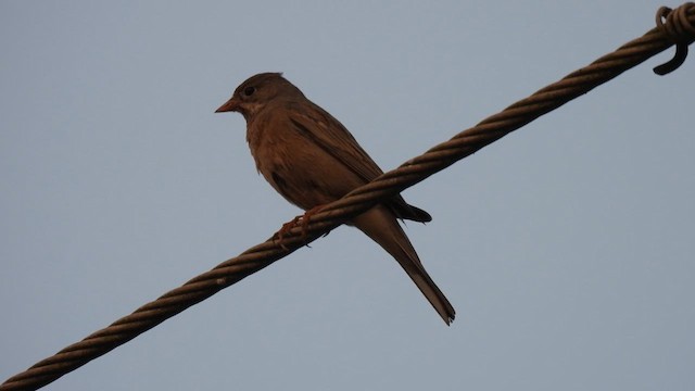 Gray-necked Bunting - ML611359497