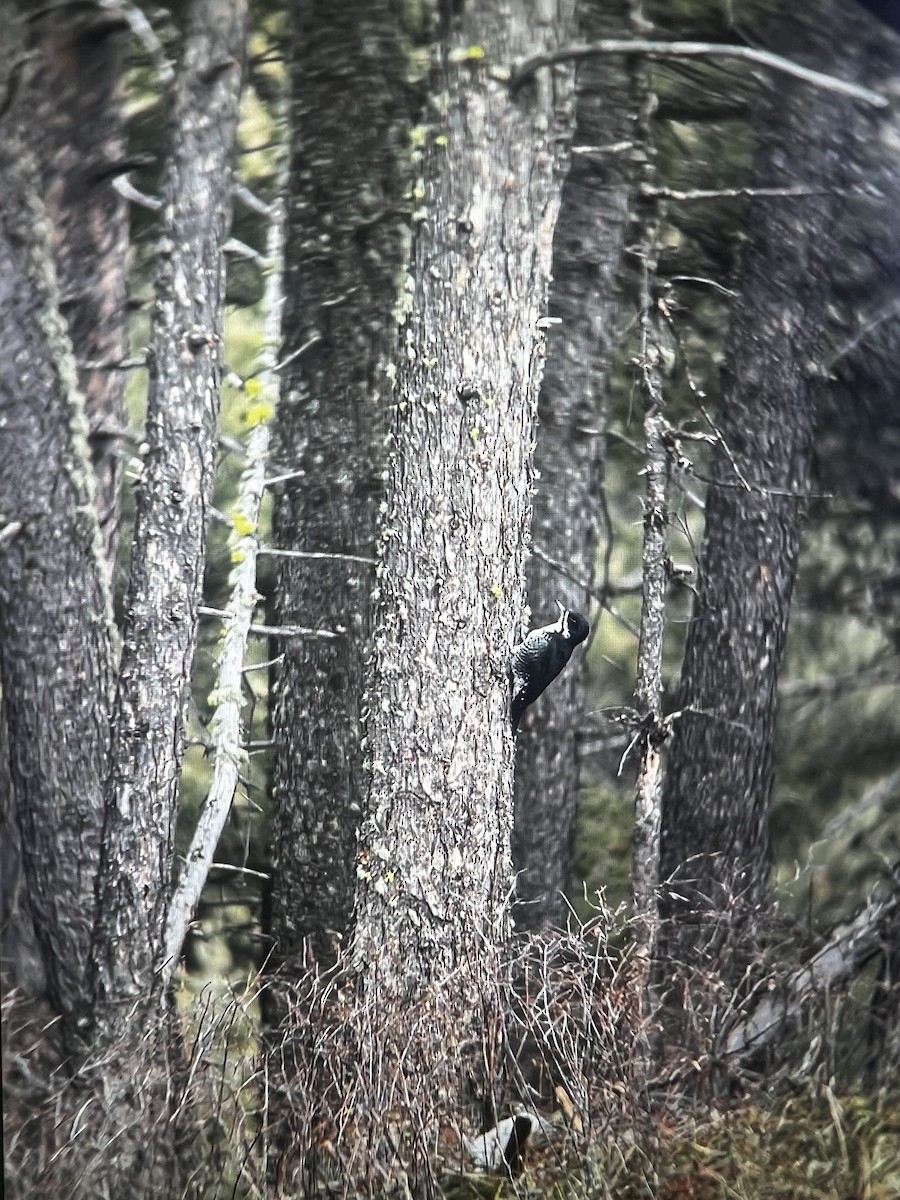 Black-backed Woodpecker - Kyle Dudgeon