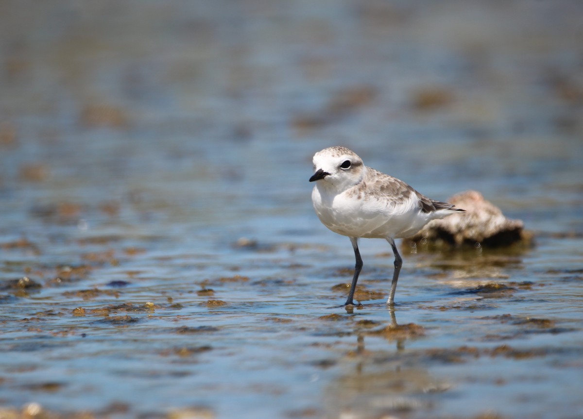 Snowy Plover - ML611359658