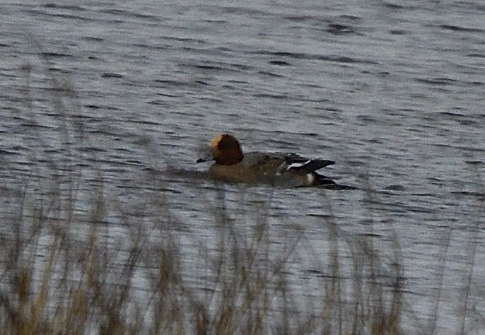 Eurasian Wigeon - Alain Richard