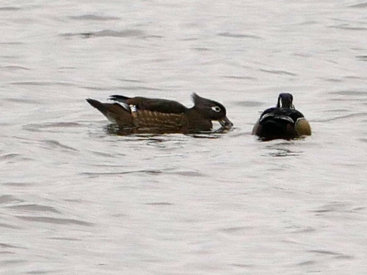 Wood Duck - ML611359803