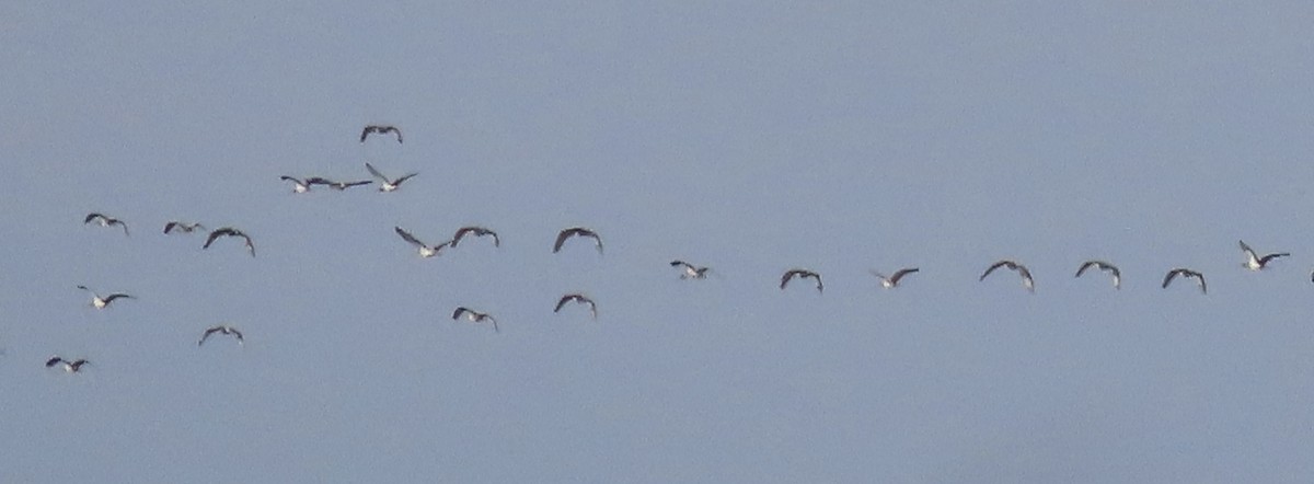 ibis bílý - ML611359827