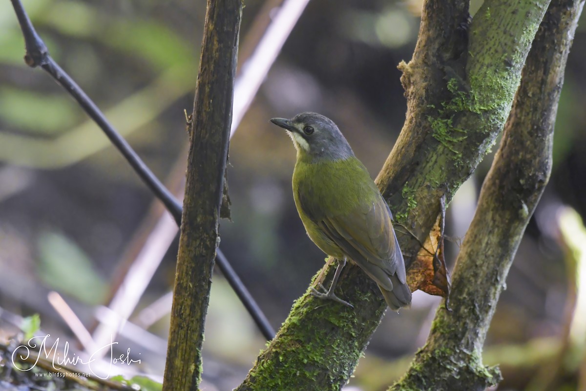 Green-backed Robin - ML611359828