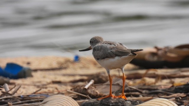 Terek Sandpiper - ML611359832