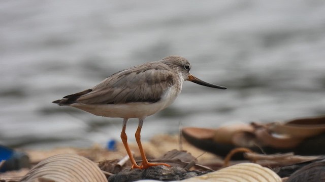 Terek Sandpiper - ML611359833