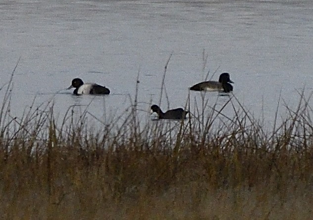 American Coot - Alain Richard