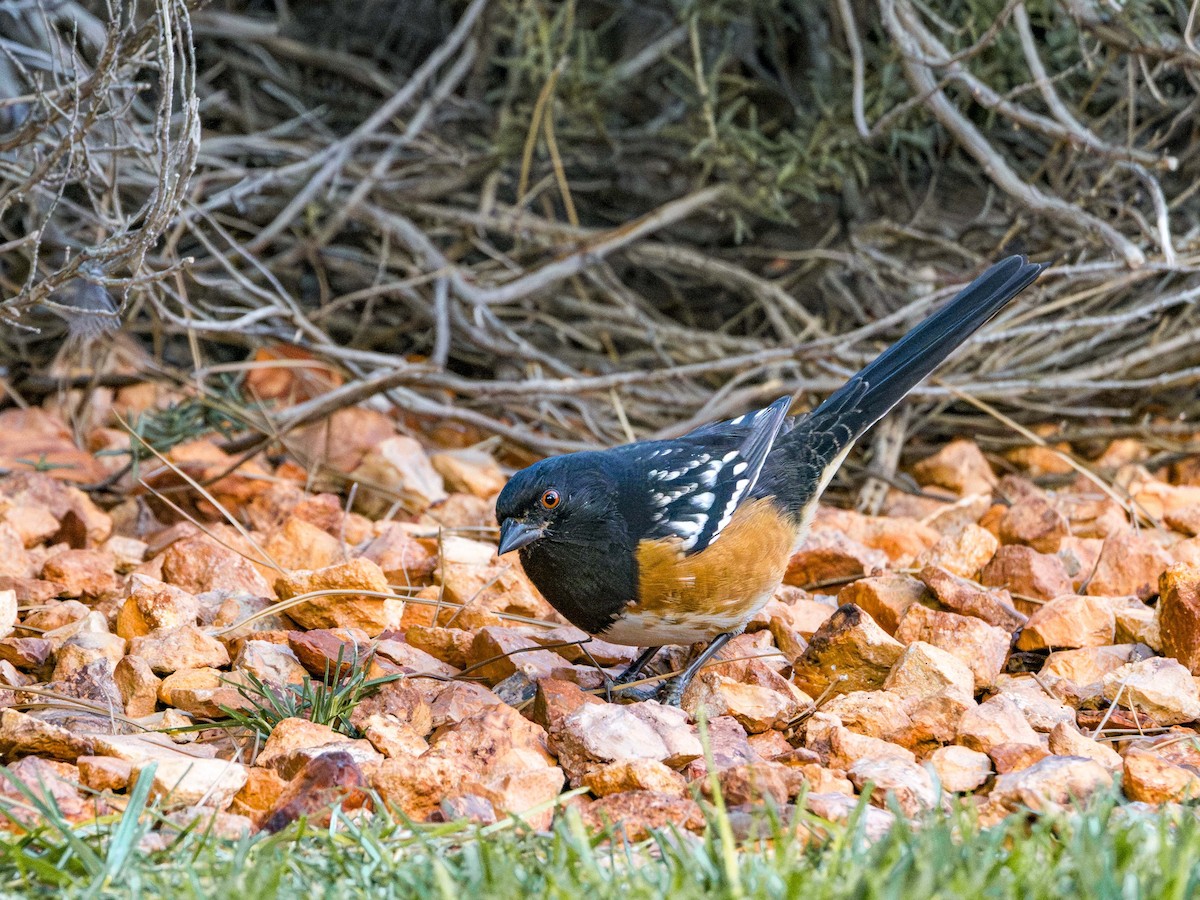 Spotted Towhee - ML611359928