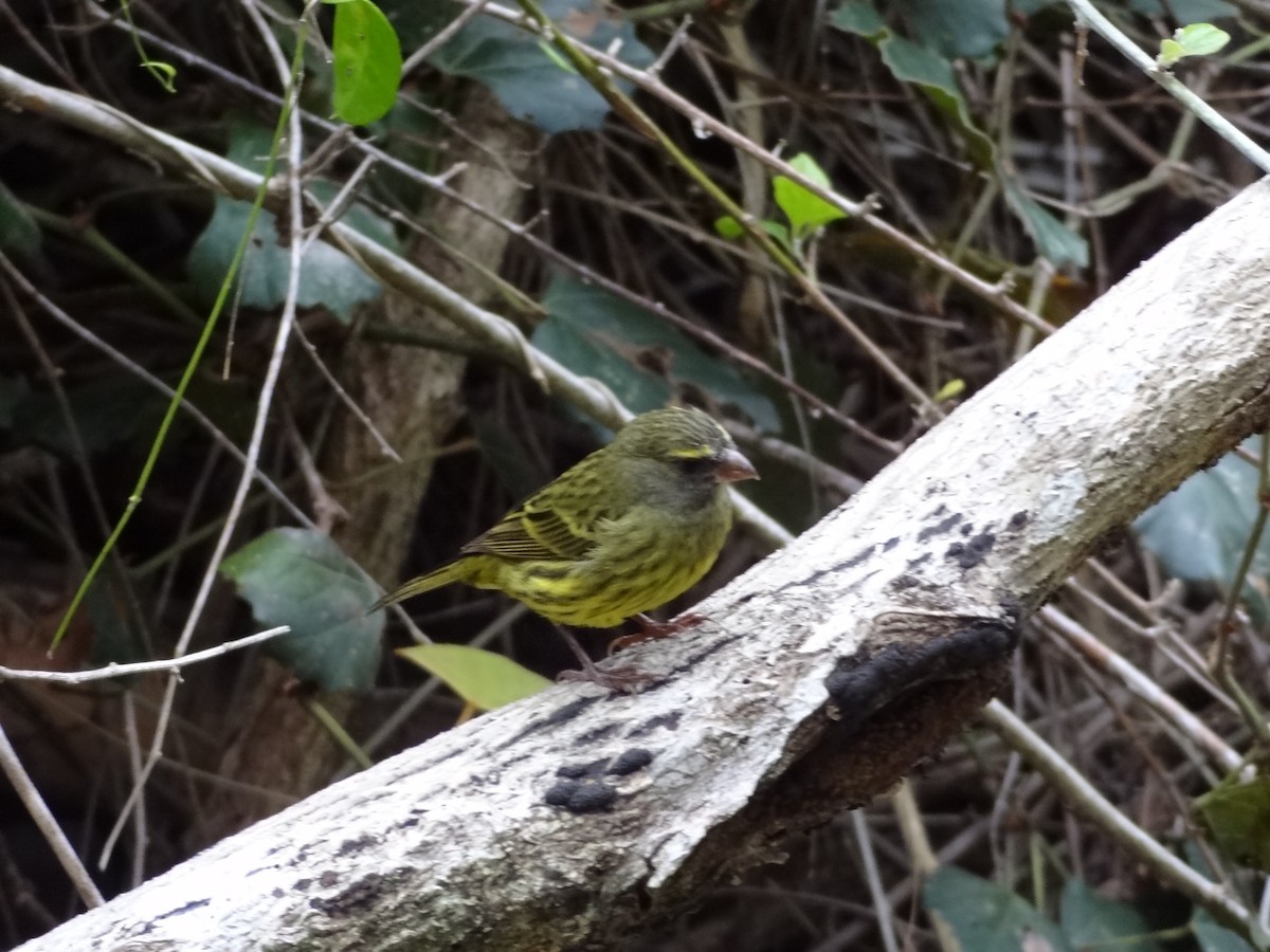 Forest Canary - Guy RUFRAY