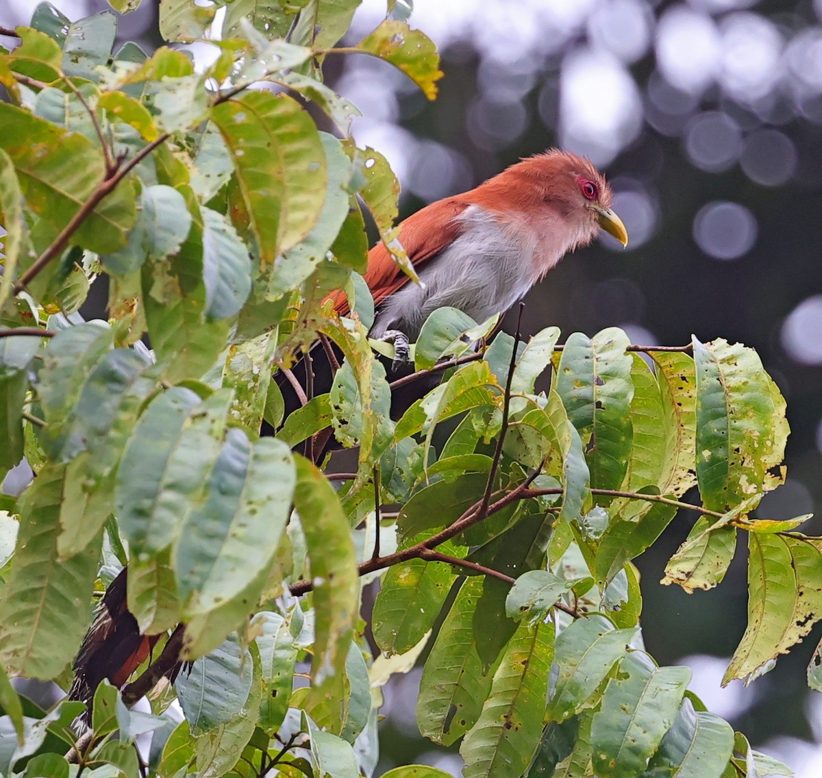 Squirrel Cuckoo - ML611359952