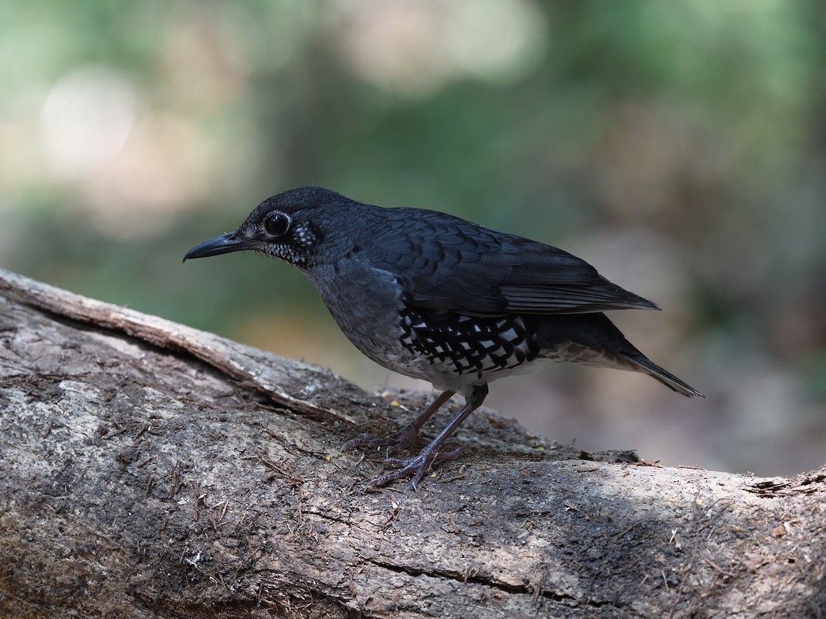 Sunda Thrush - Oleg Chernyshov