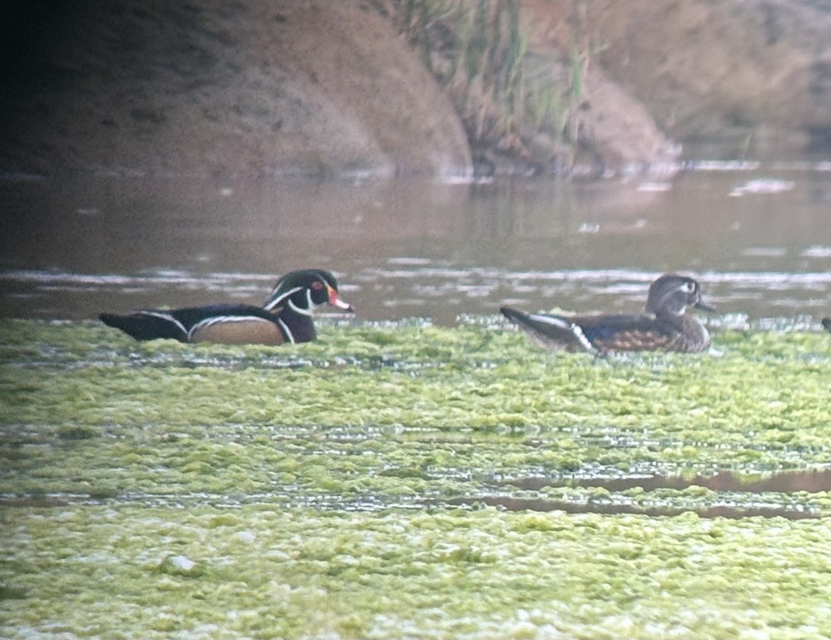 Wood Duck - ML611359962