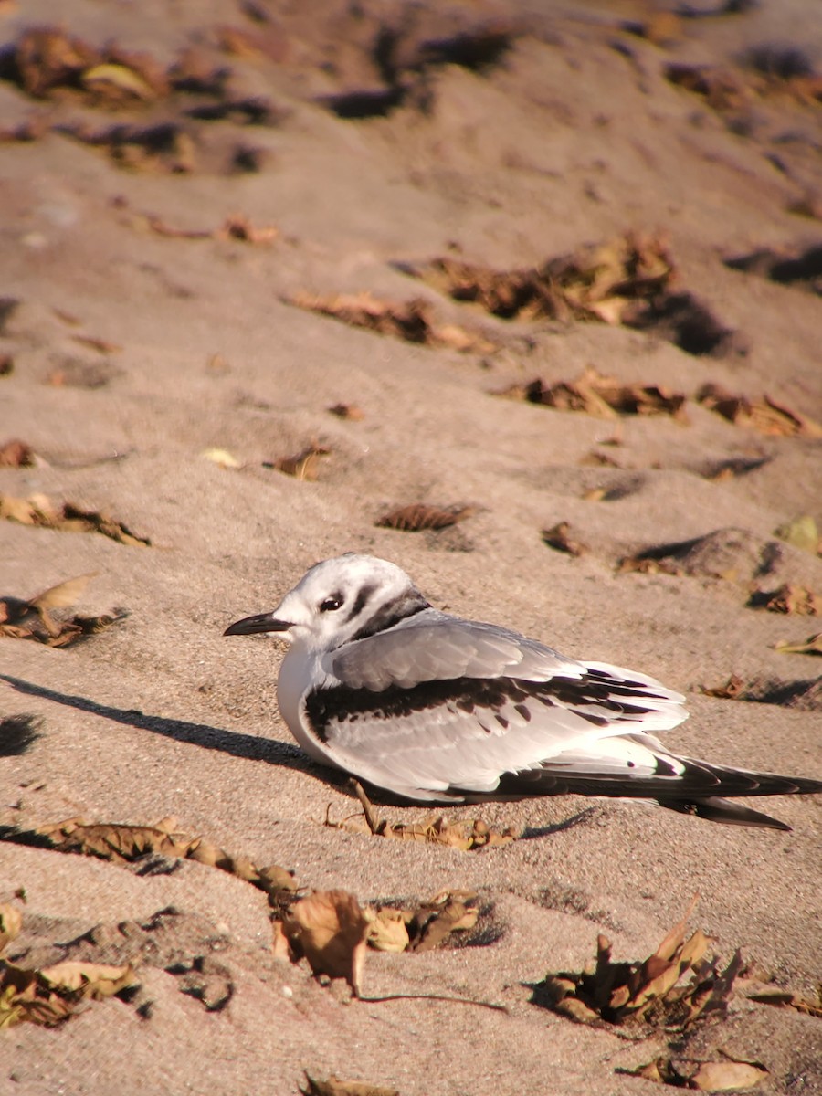 Black-legged Kittiwake - ML611360184