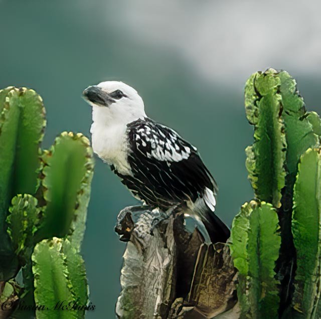 White-headed Barbet - ML611360250