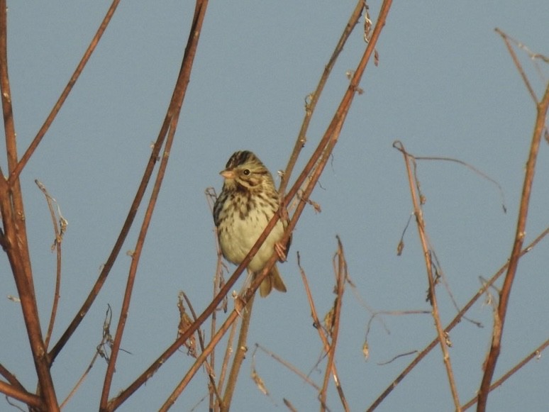 strnadec pruhohlavý - ML611360287