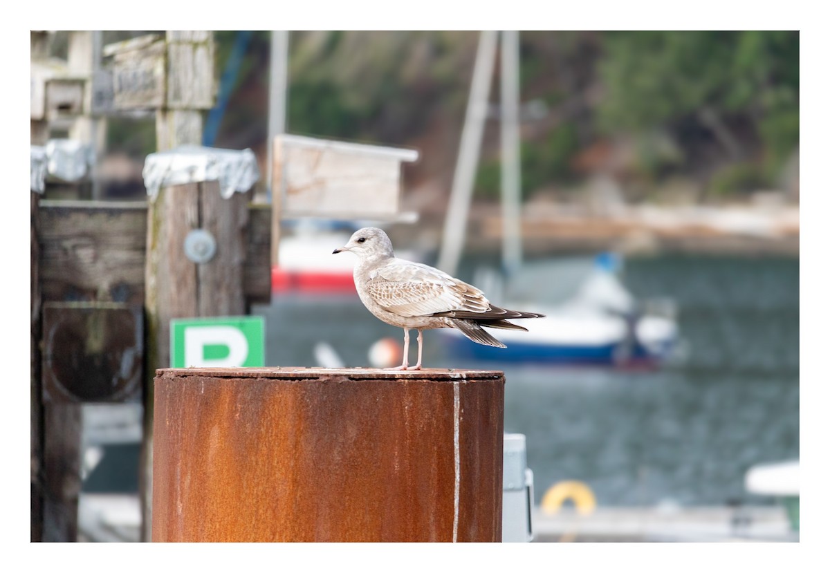 Short-billed Gull - ML611360288