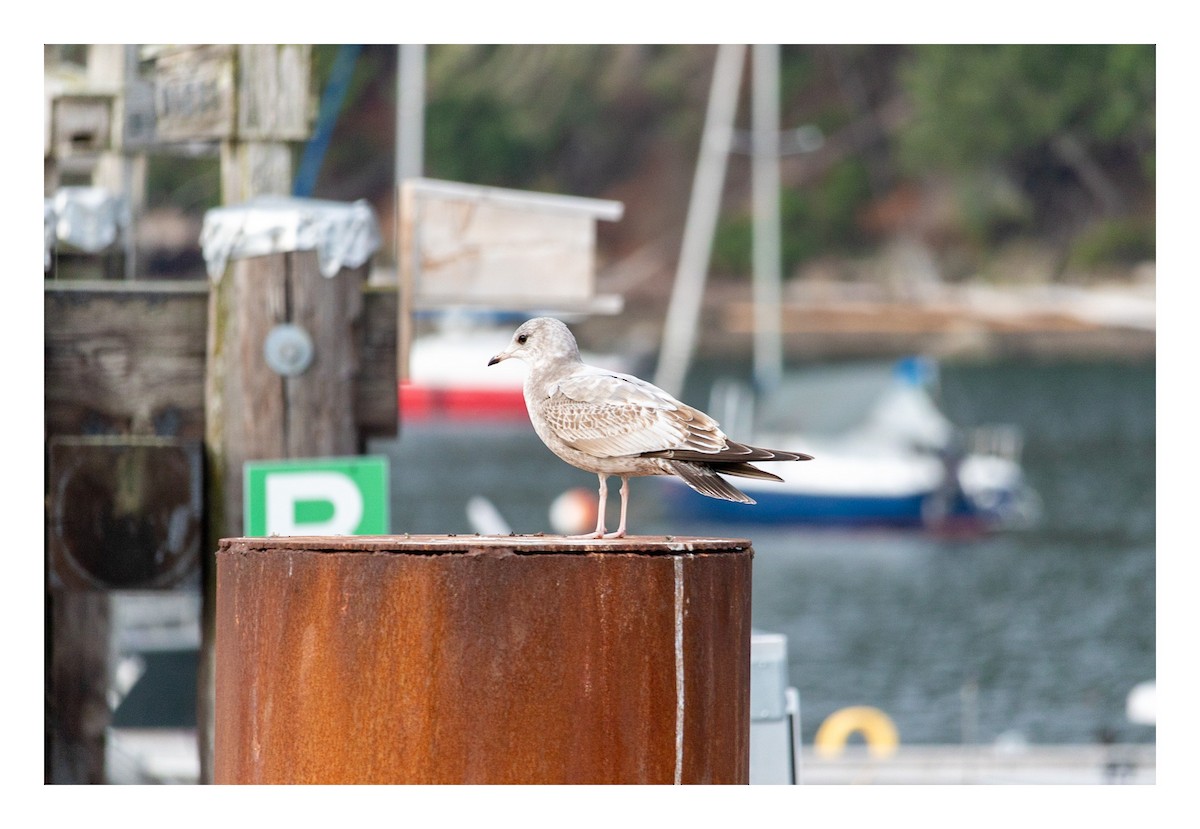 Short-billed Gull - ML611360289