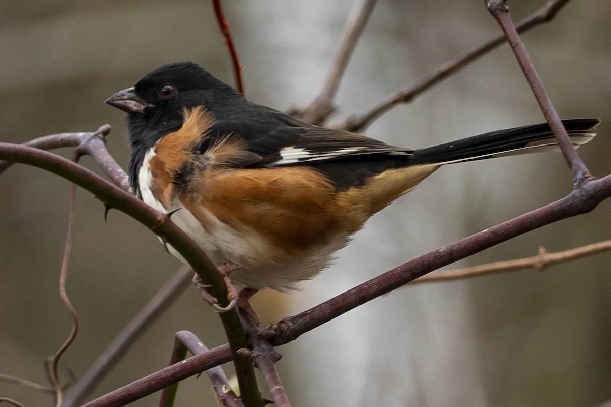 Eastern Towhee - ML611360294