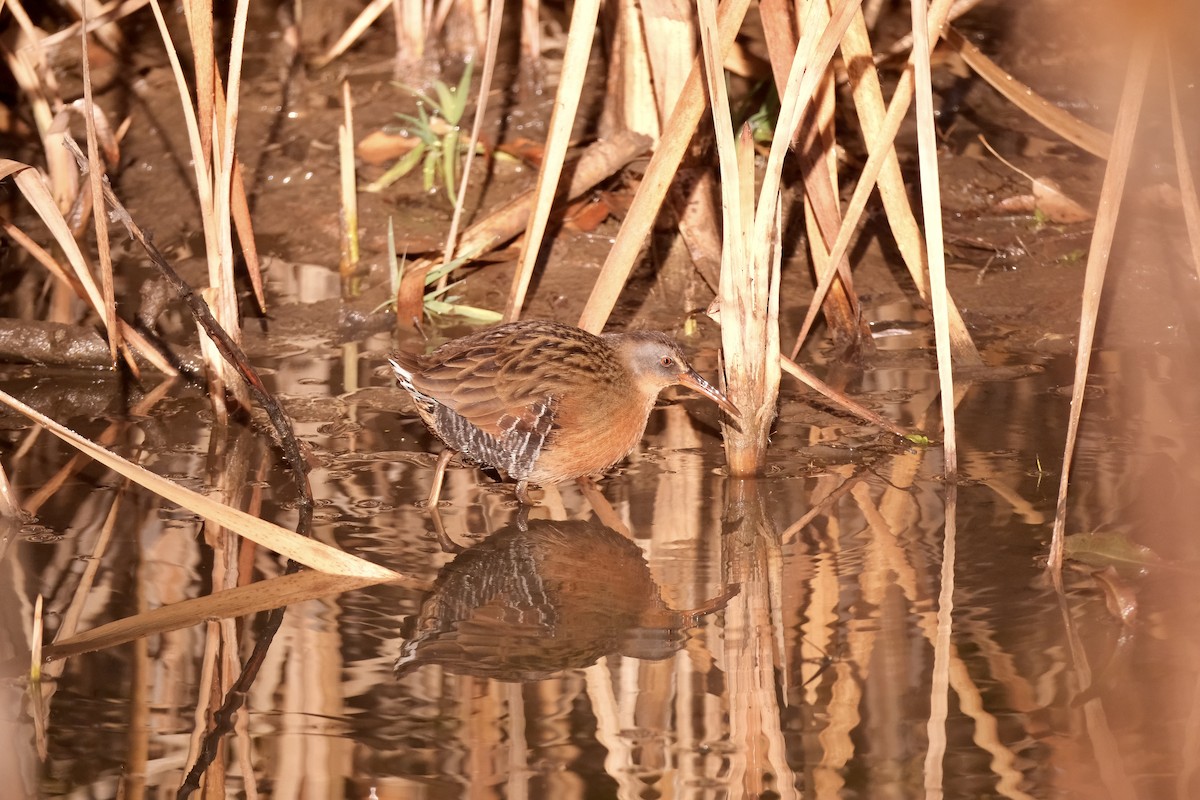 Virginia Rail - ML611360315