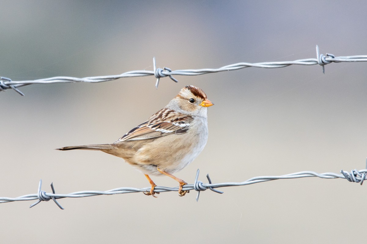 White-crowned Sparrow (Gambel's) - ML611360329
