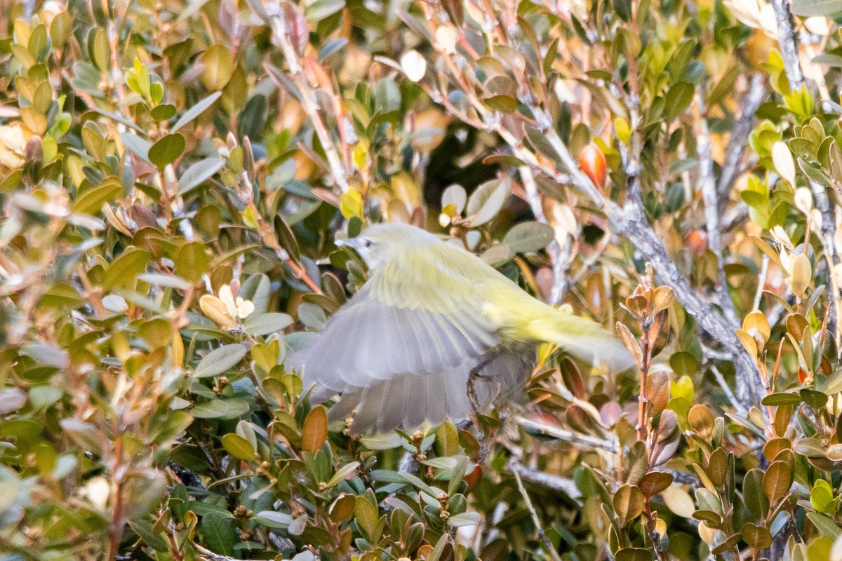 Orange-crowned Warbler (orestera) - Tristan Yoo