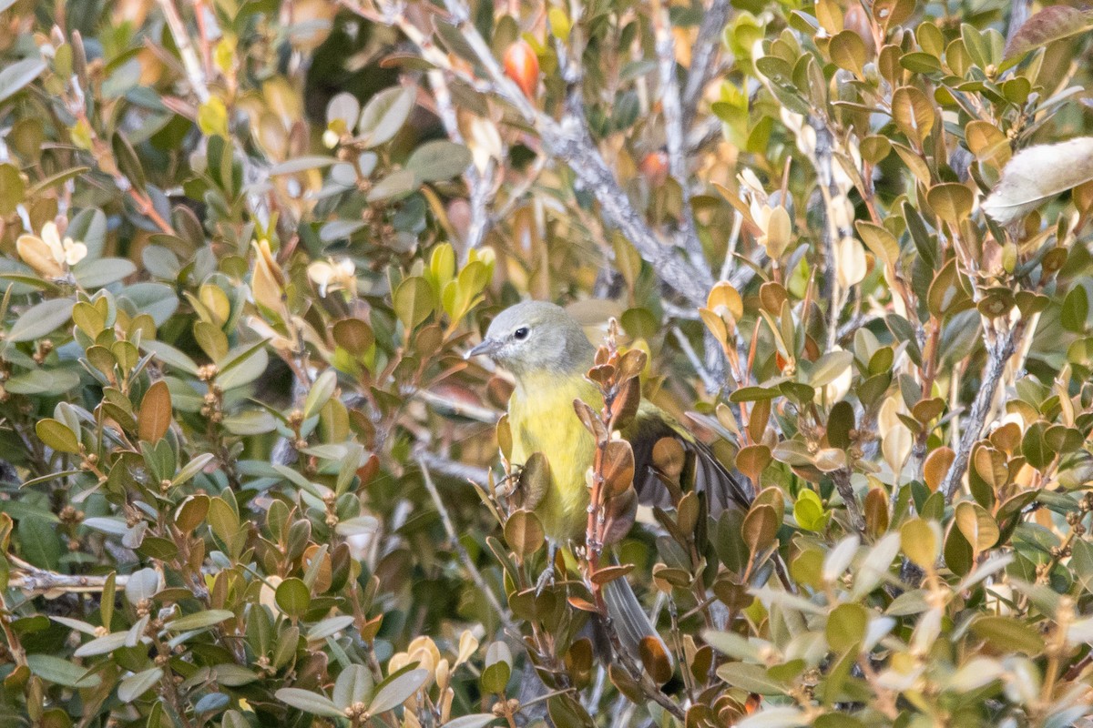 Orange-crowned Warbler (orestera) - ML611360400