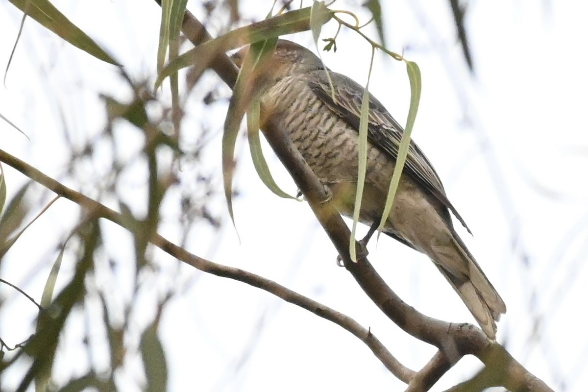 Black-headed Cuckooshrike - ML611360428