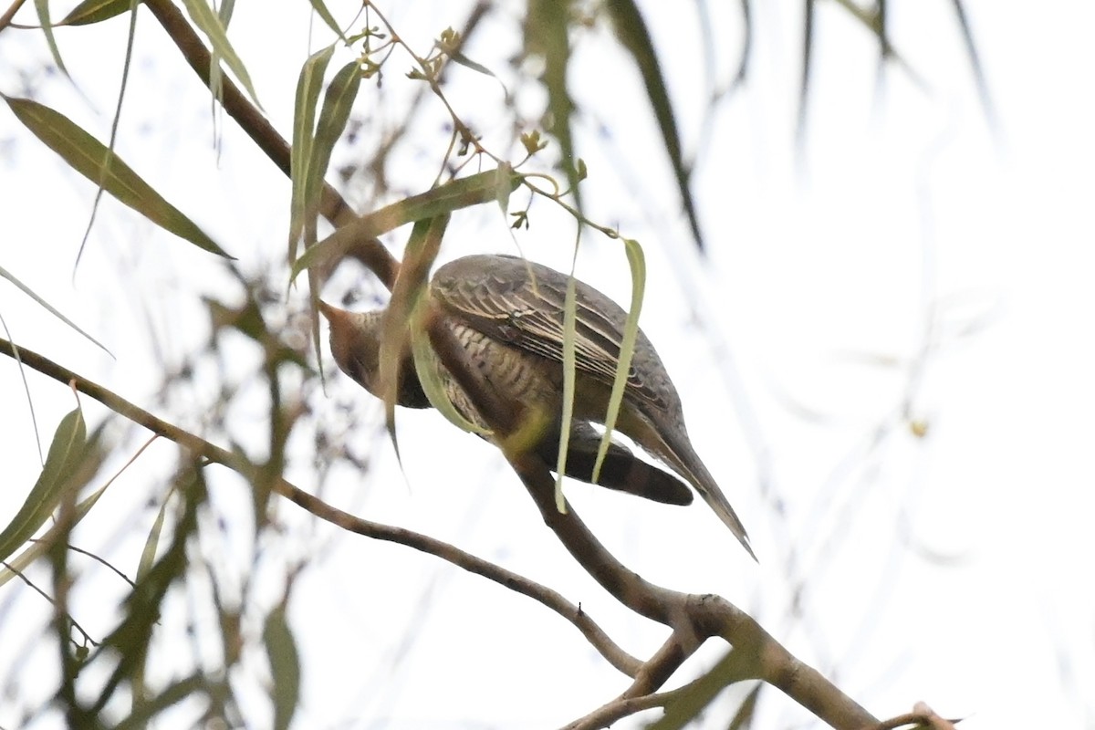 Black-headed Cuckooshrike - Praveen Baddi