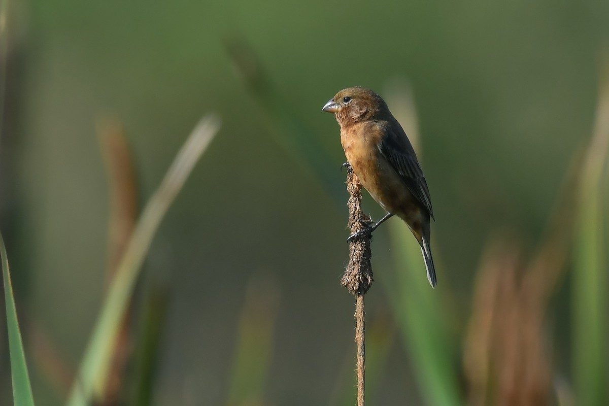 Chestnut Seedeater - Rudimar Cipriani