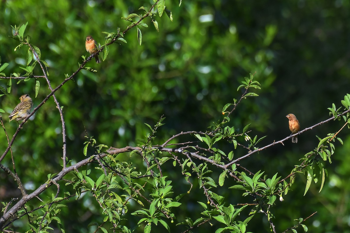 Chestnut Seedeater - Rudimar Cipriani