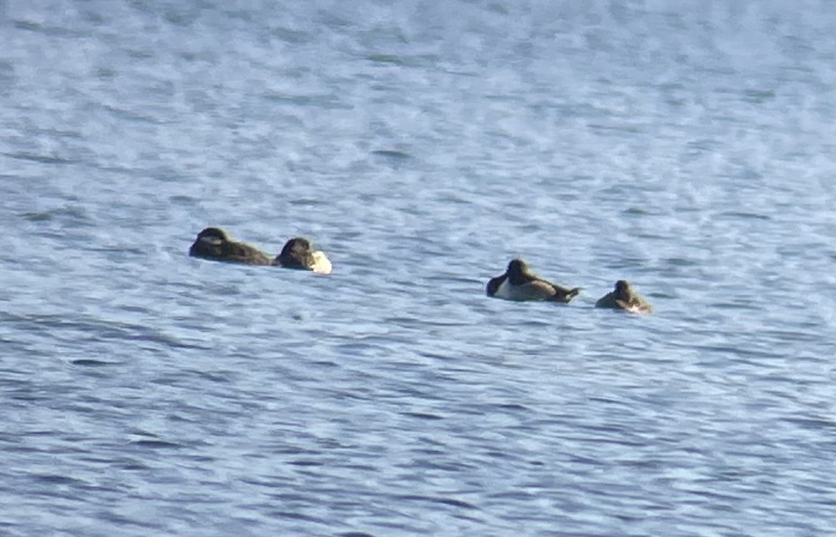 Greater Scaup - ML611360474