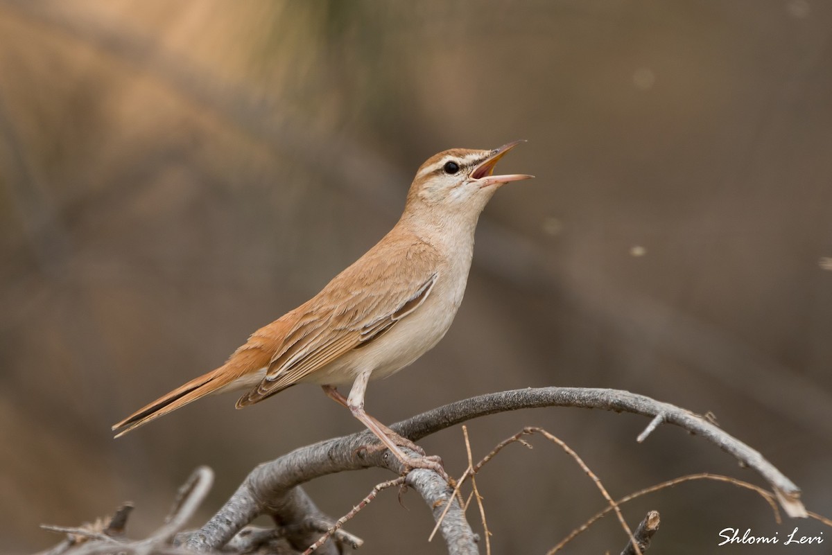 Rufous-tailed Scrub-Robin (Rufous-tailed) - ML611360487