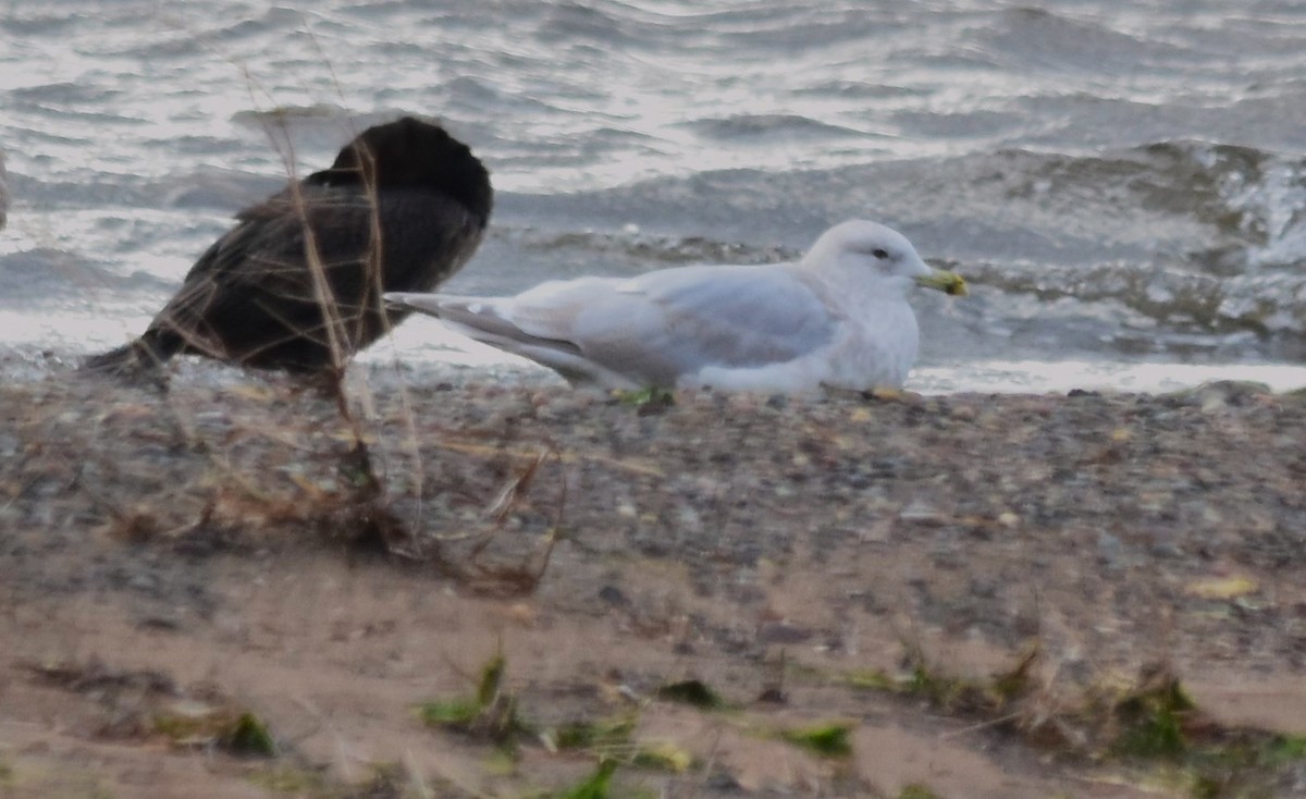 Iceland Gull - Robert Lange