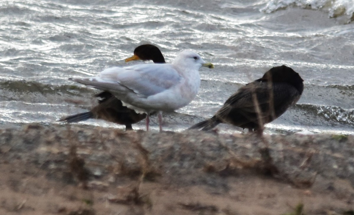 Gaviota Groenlandesa - ML611360548