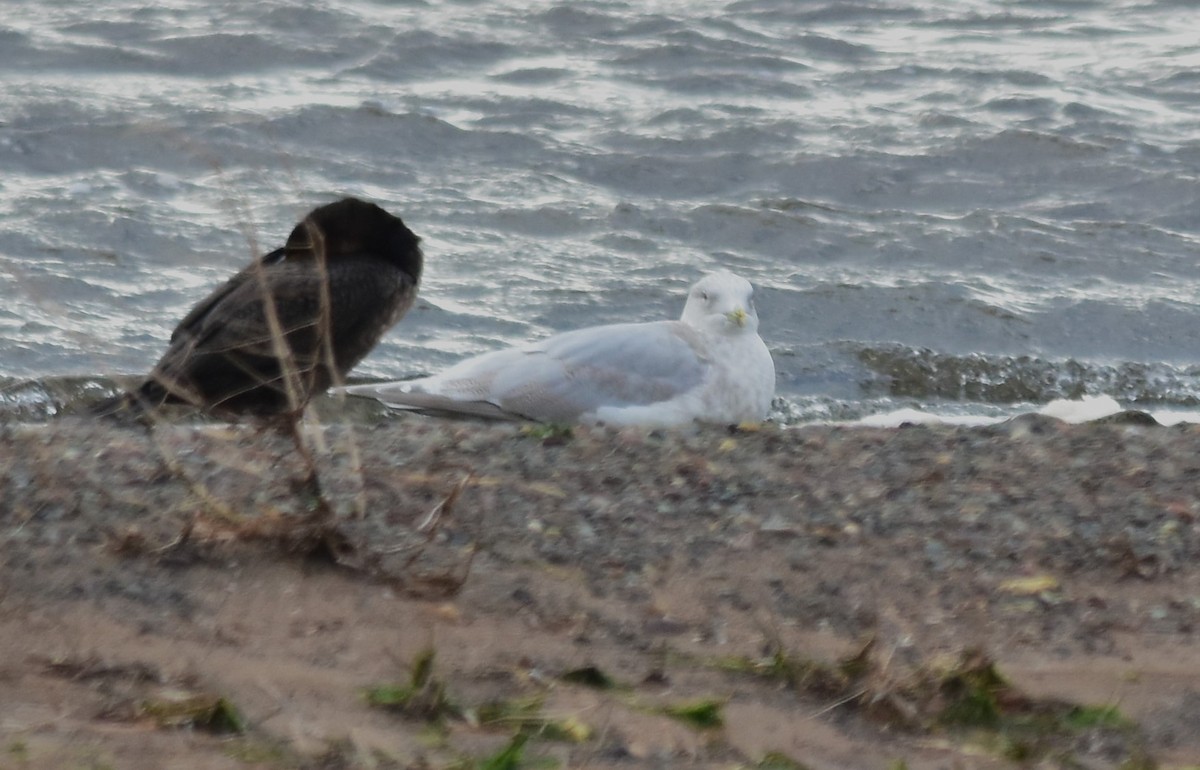 Iceland Gull - ML611360549