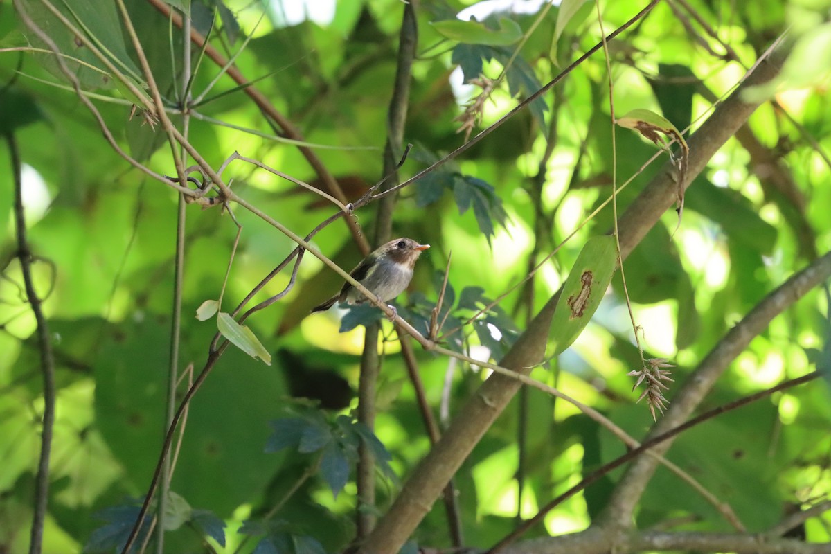 Fork-tailed Pygmy-Tyrant - Ricardo Lopez Z.