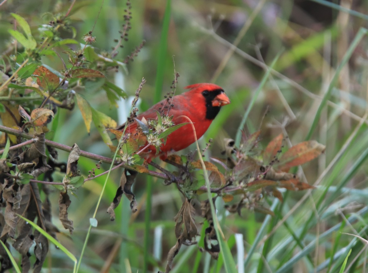 Northern Cardinal - Ruth King