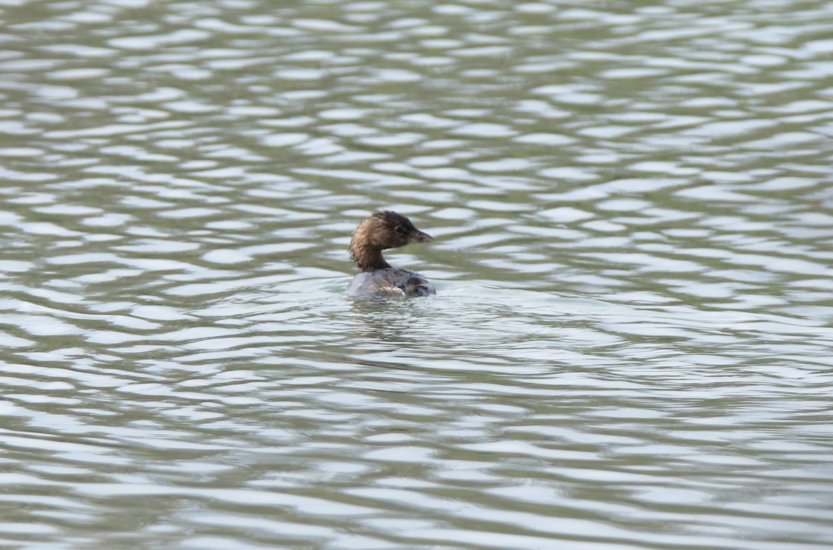 Pied-billed Grebe - Ruth King