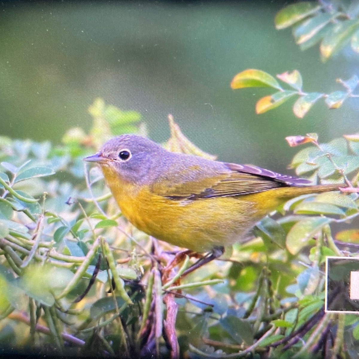 lesňáček rezavokorunkatý - ML611360639