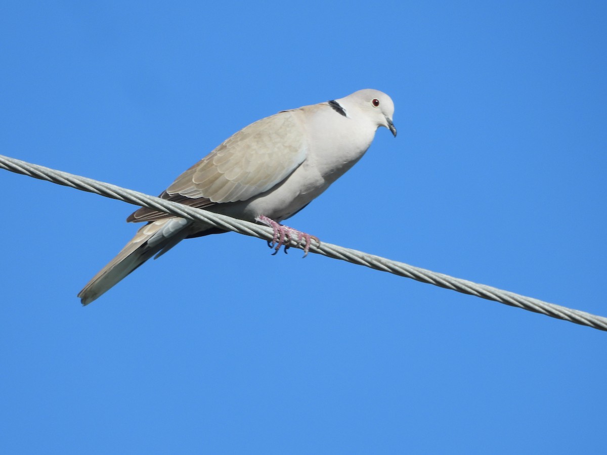 Eurasian Collared-Dove - George Koppel