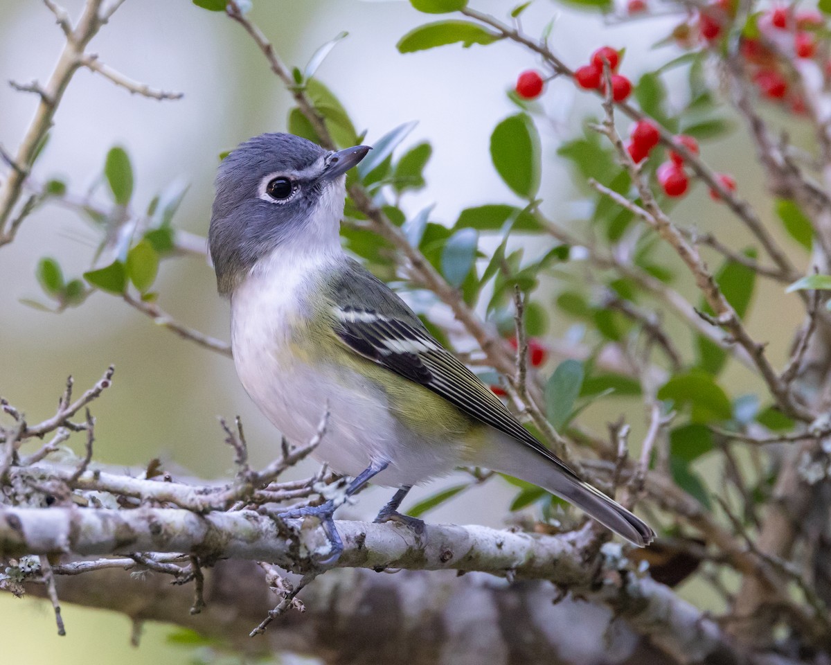 Blue-headed Vireo - ML611360668