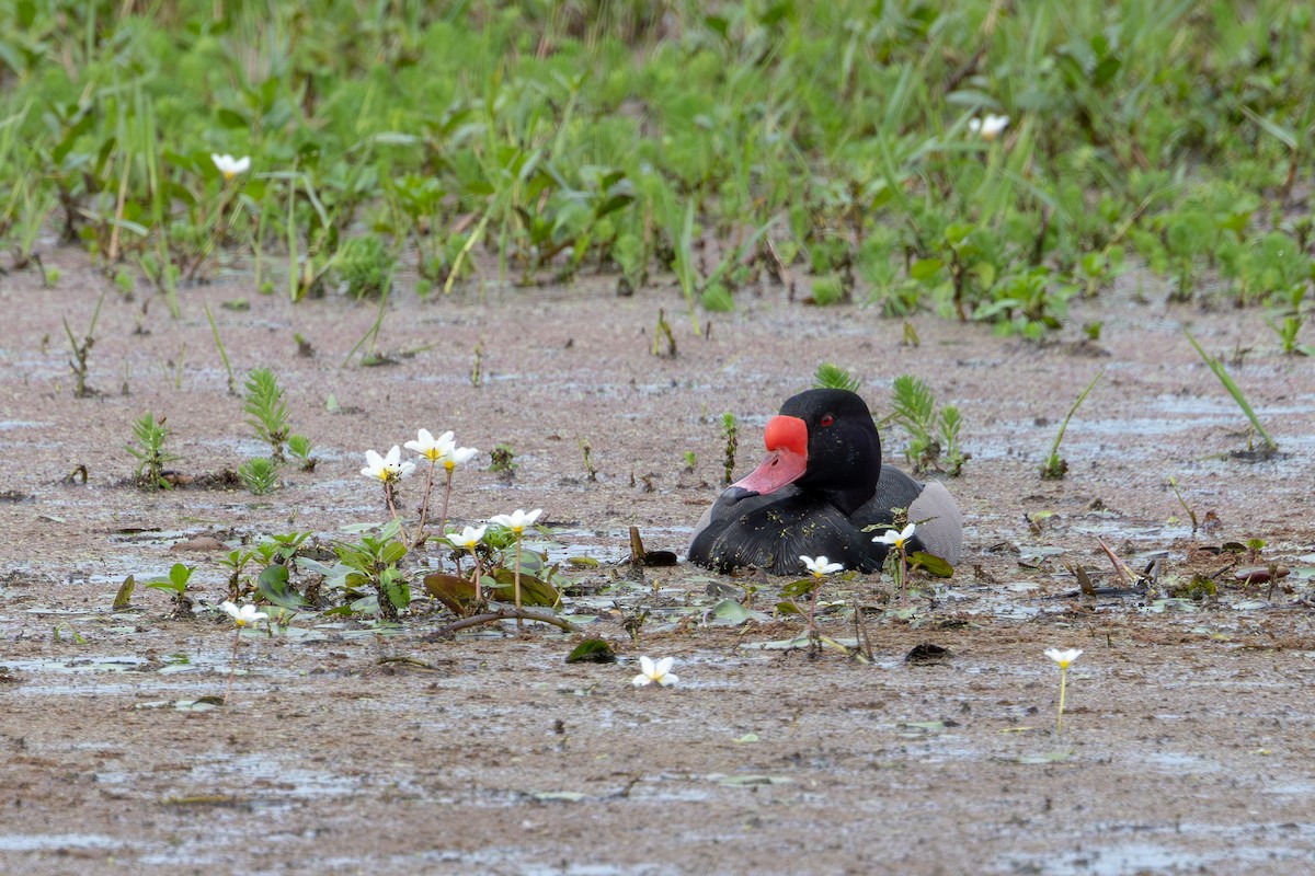 Rosy-billed Pochard - ML611360735