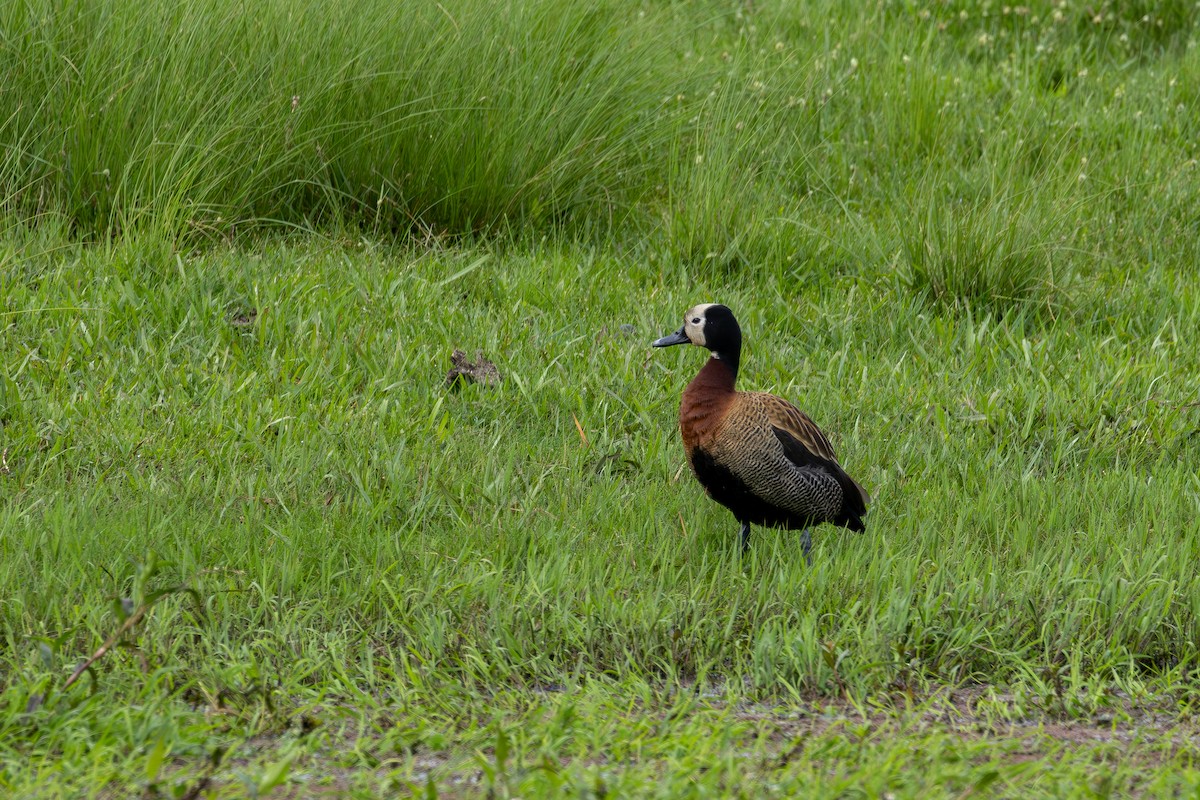 White-faced Whistling-Duck - ML611360750