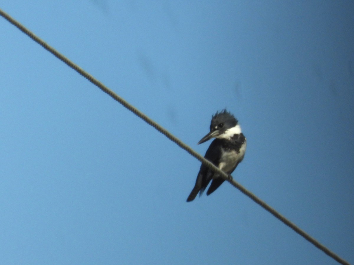 Belted Kingfisher - ML611360853