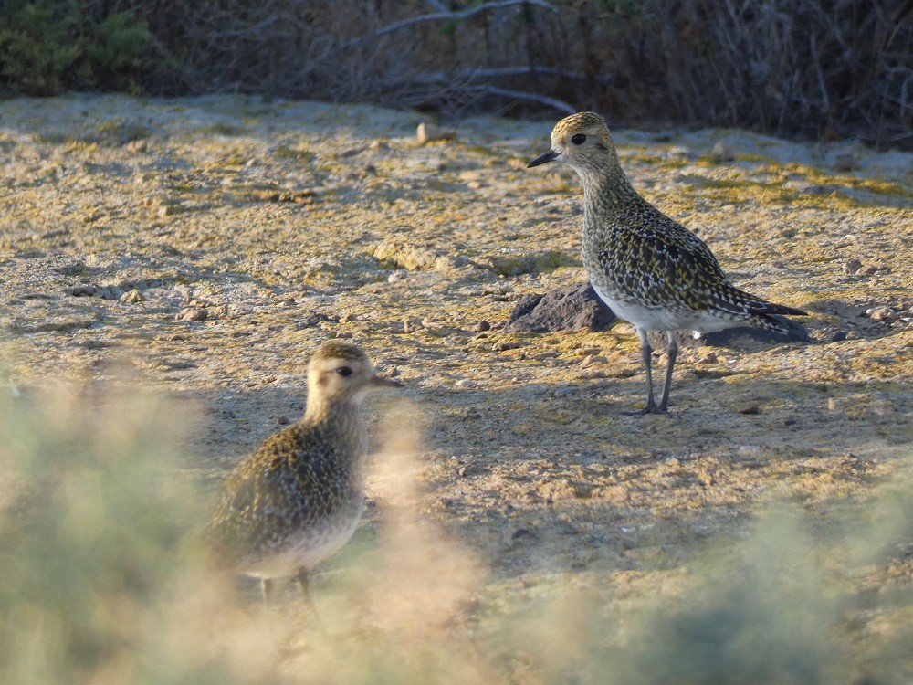 European Golden-Plover - ML611360880