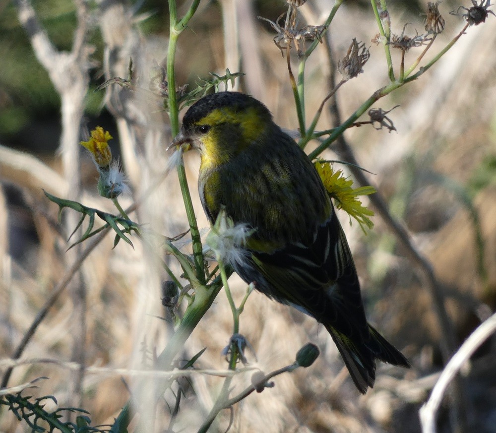 Eurasian Siskin - ML611360889