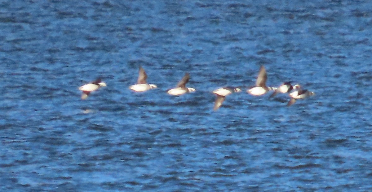 Long-tailed Duck - ML611360983