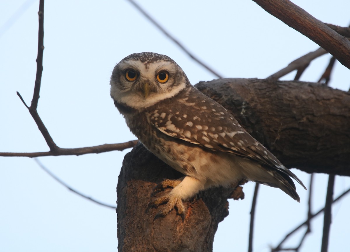 Spotted Owlet - ML611360987