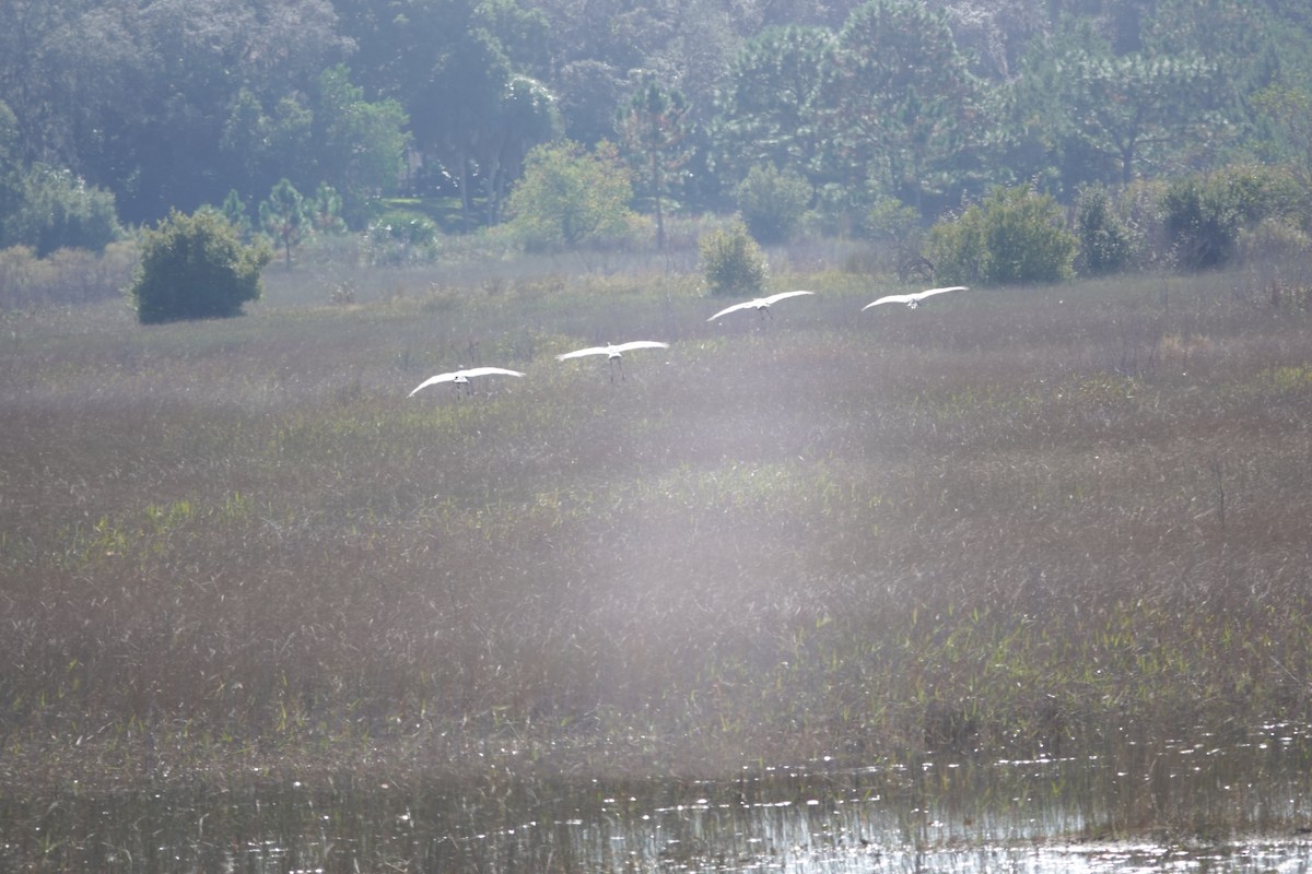 Sandhill Crane - ML611361004